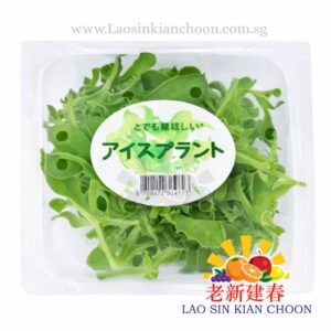 ICE PLANT 冰菜 100GR