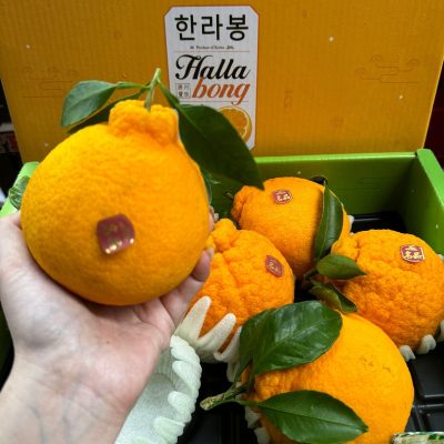 KOREA JEJU HALLABONG 한라봉- JESMERIZE
