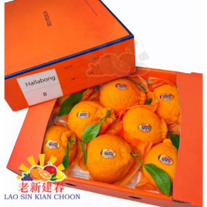 KOREA JEJU HALLABONG 한라봉- PREMIUM JEJU